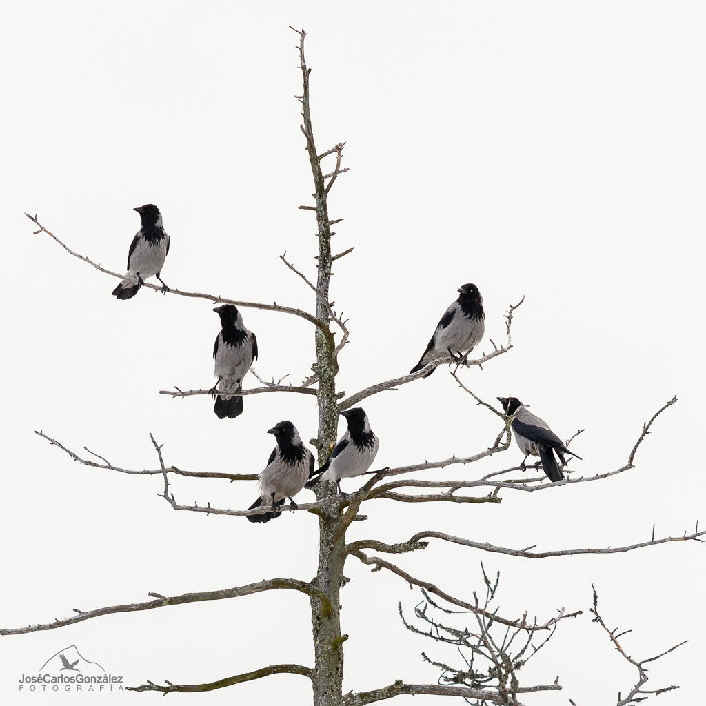 Hooded crows