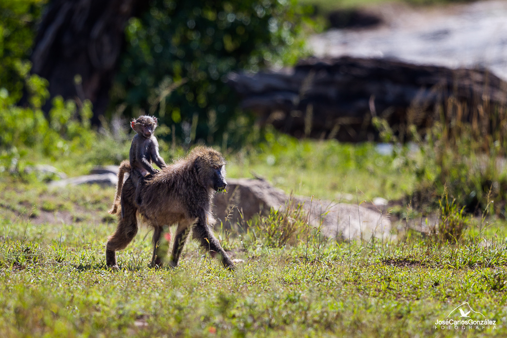 Olive baboon