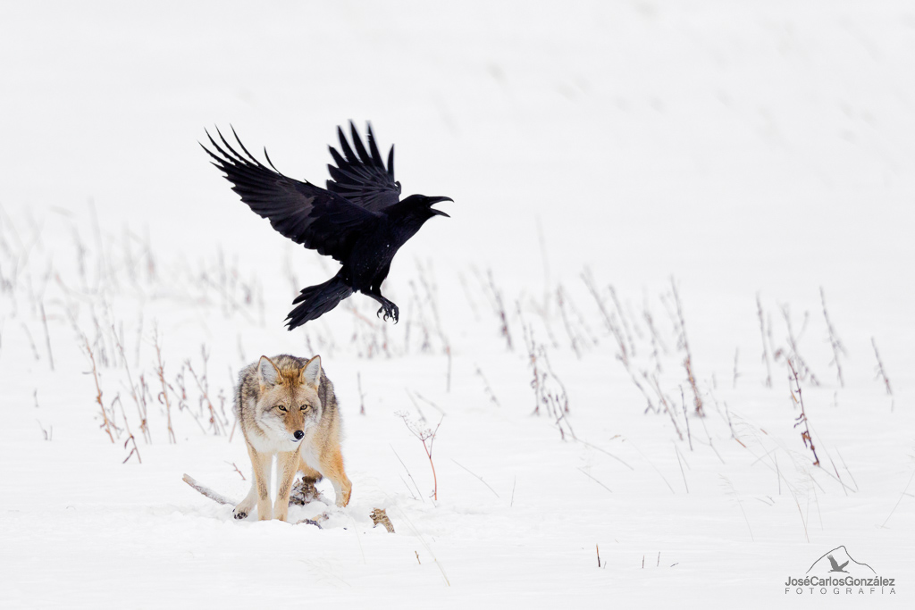 Coyote y cuervo