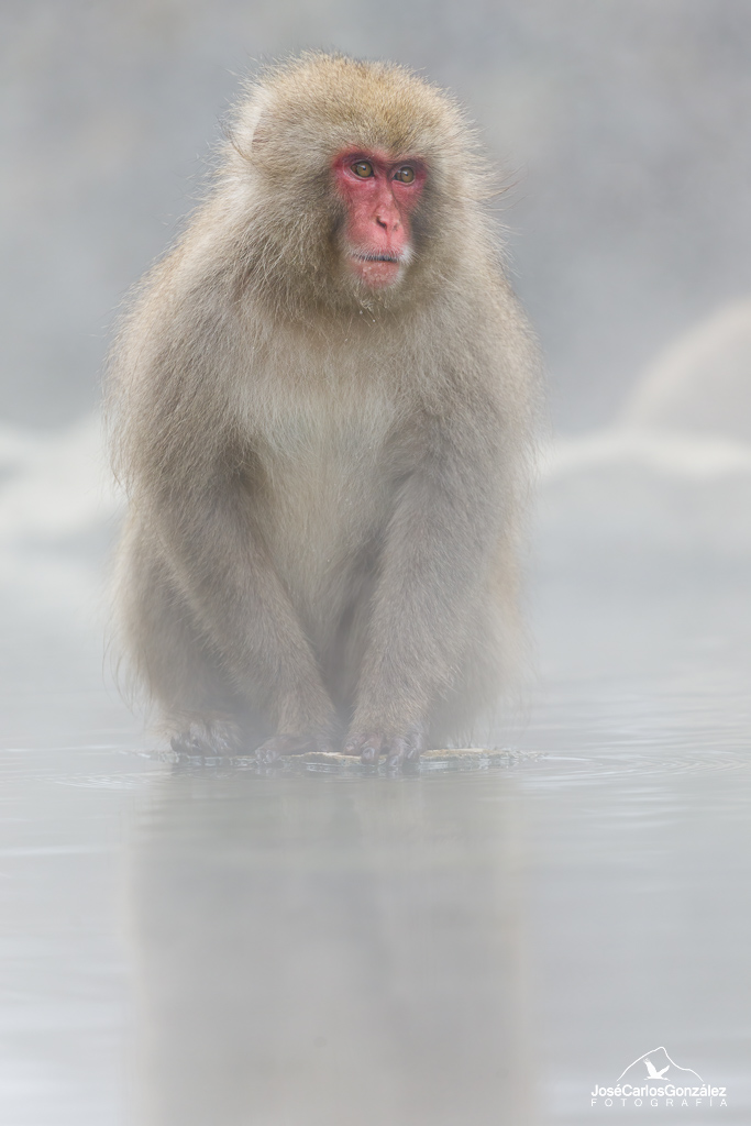 Macaco japonés