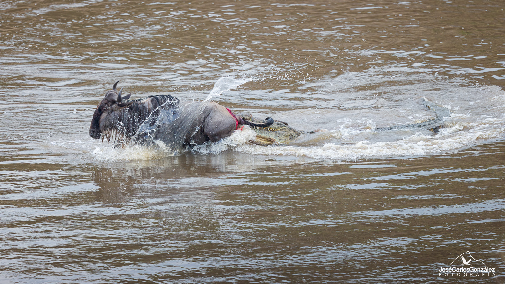 White-bearded wildebeest attacked by Nile crocodile