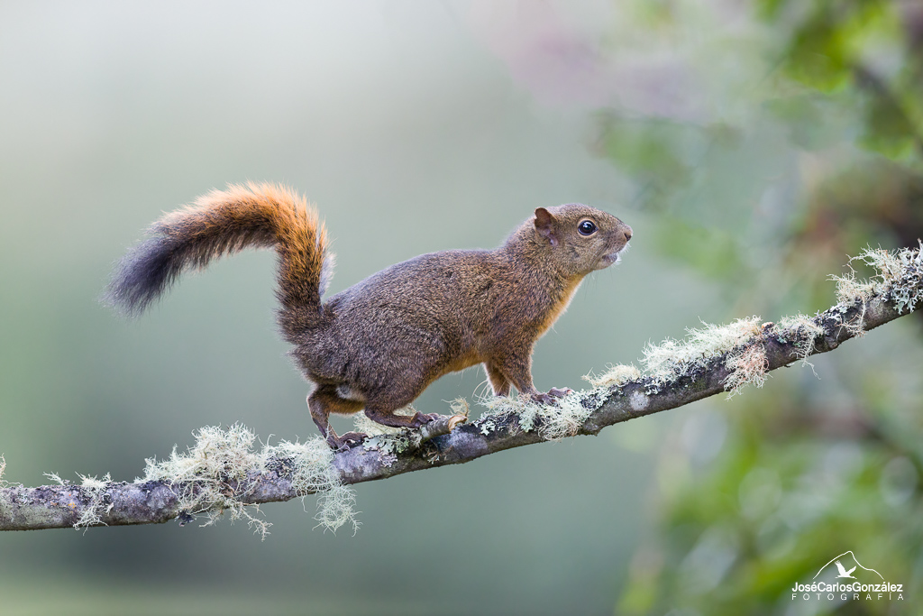 Andean squirrel