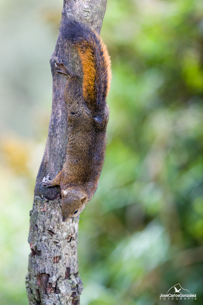 Andean squirrel