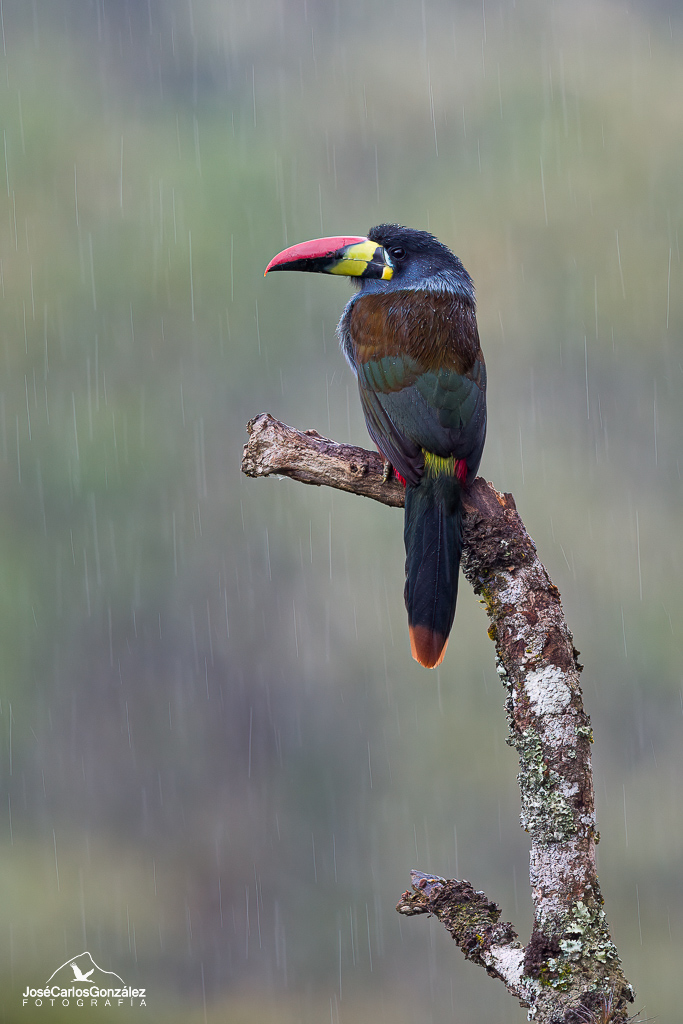 Grey-breasted Mountain-toucan