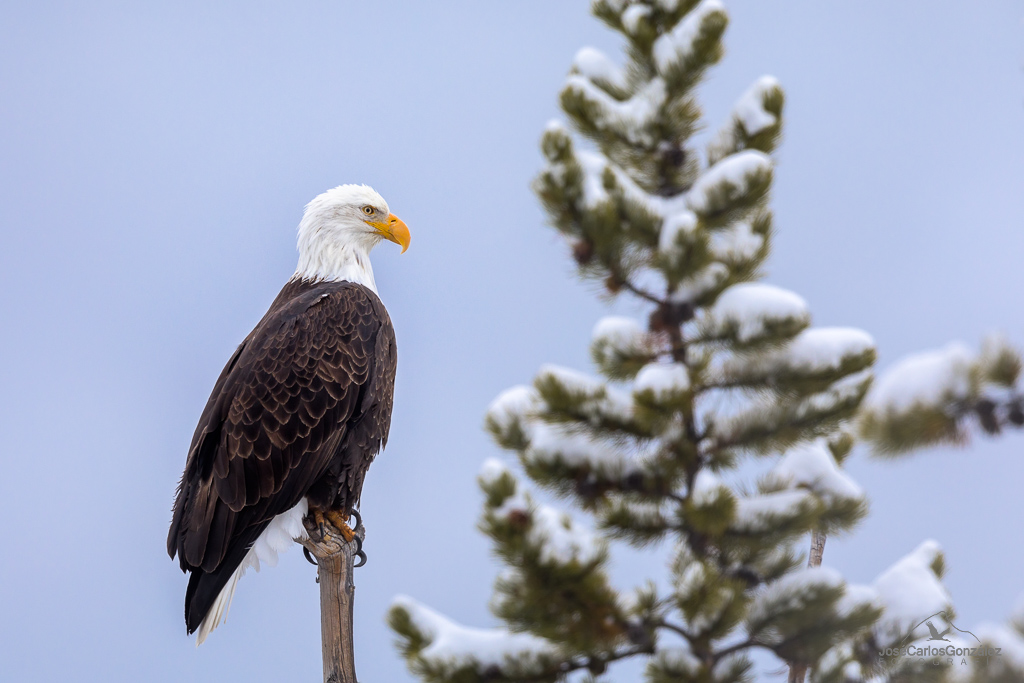 Yellowstone - Águila calva