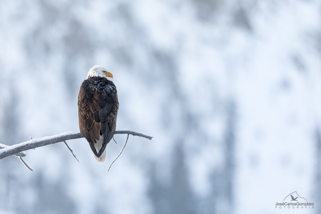 Yellowstone - Águila calva