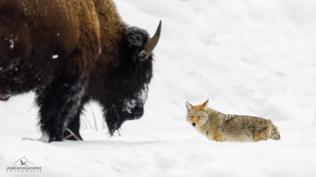 Yellowstone - Coyote y bisonte