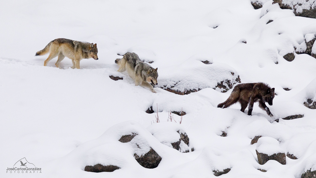 Yellowstone - Manada de lobos