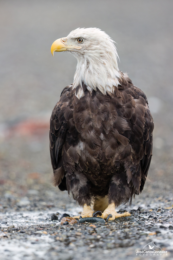 Alaska - Águila calva
