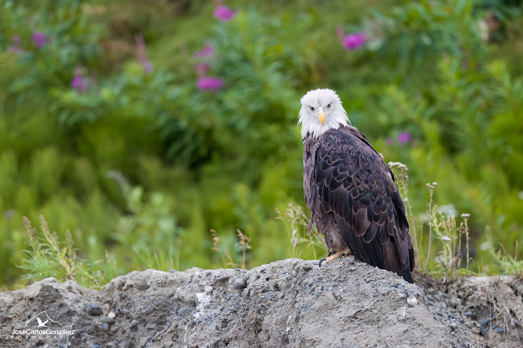 Alaska - Águila calva