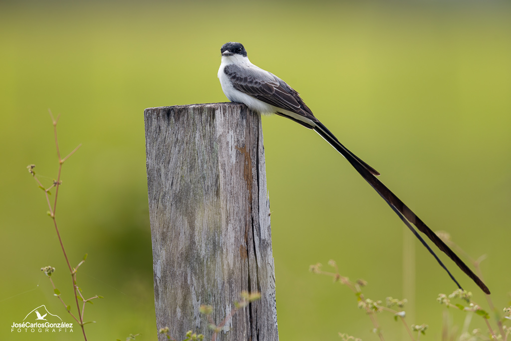 Fork-tailed flycatcher