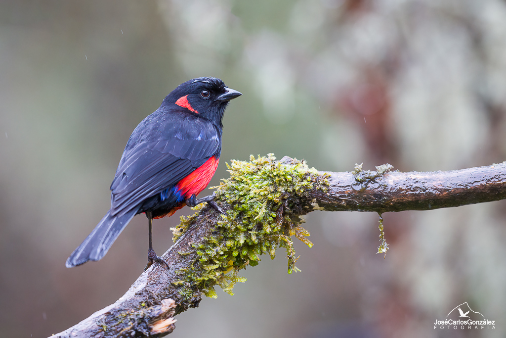 Scarlet-bellied Mountain-tanager