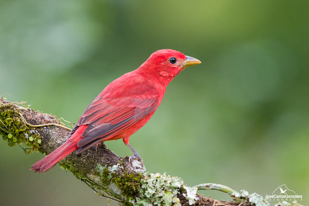 Summer tanager