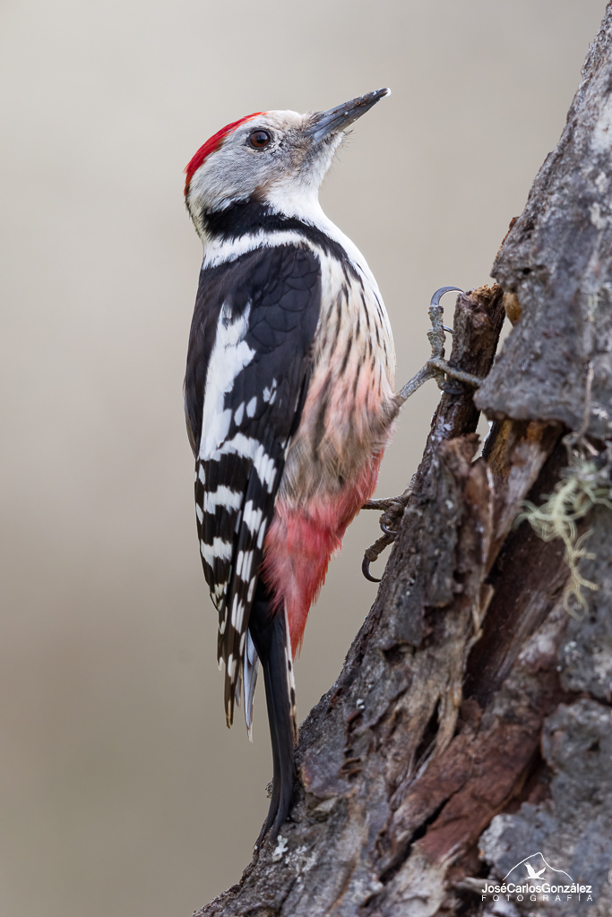 Middle spotted woodpecker