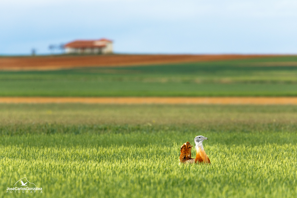 The Great Bustard and the hermitage