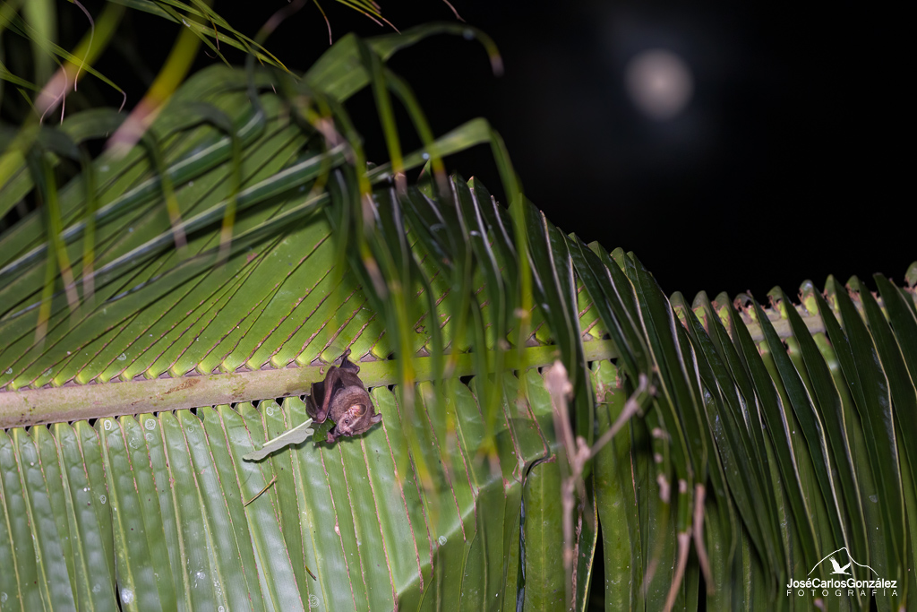 Murciélago frugívoro de Jamaica