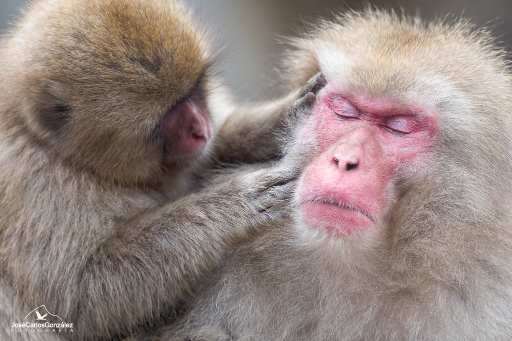 Parque de monos Jigokudani - Macacos japoneses