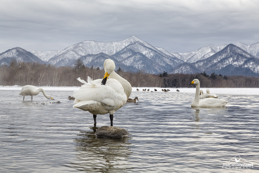 Lago Kussharo - Cisnes cantores