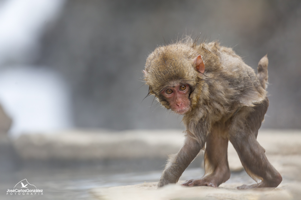 Parque de monos Jigokudani - Macaco japonés