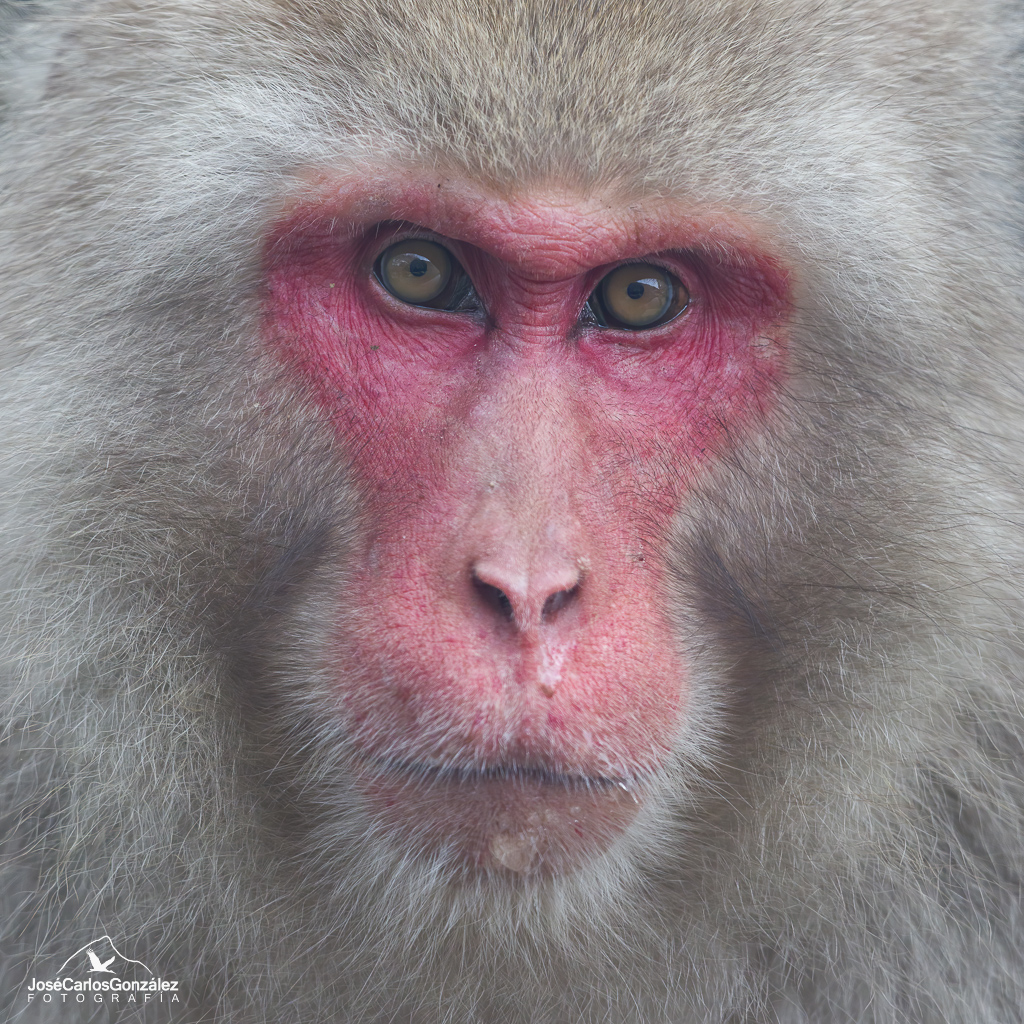 Parque de monos Jigokudani - Macaco japonés