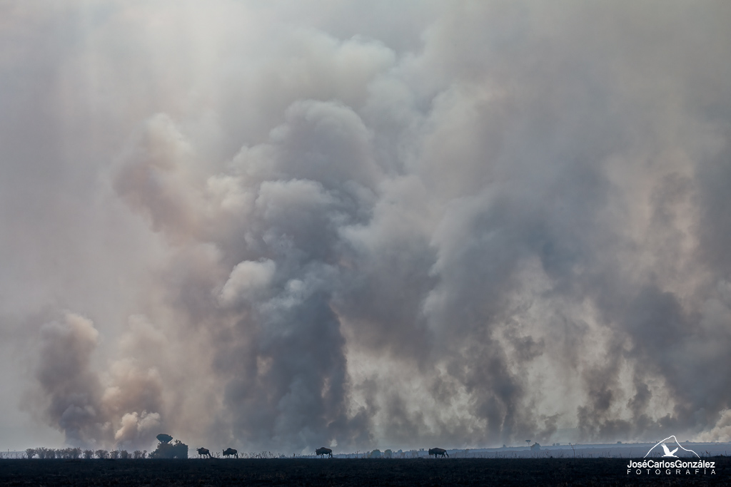 Incendios en el Masai Mara