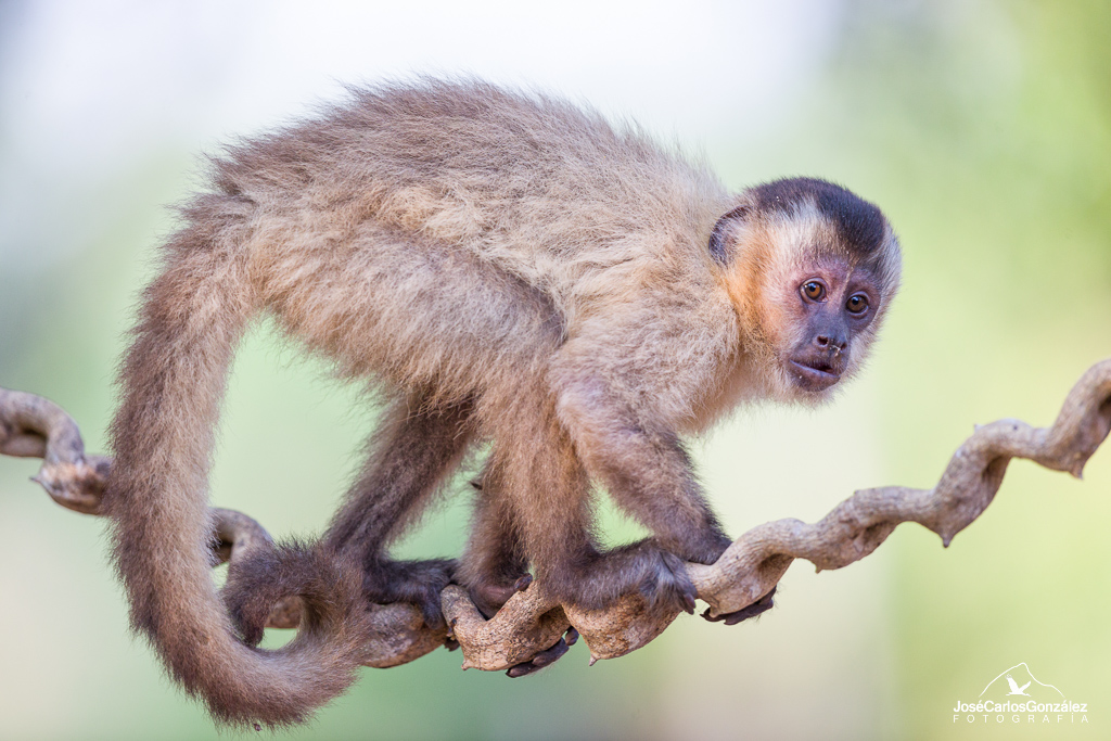 Mono capuchino de Azara