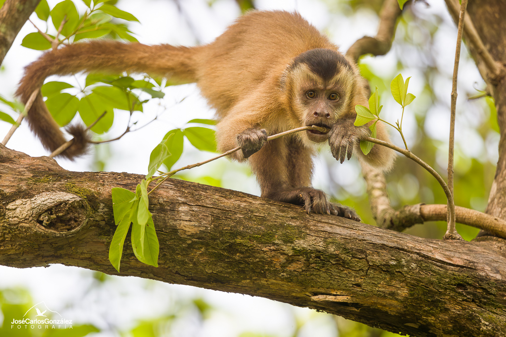 Mono capuchino de Azara