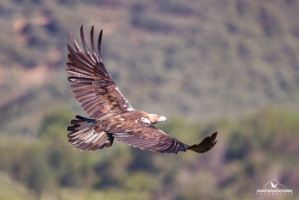 Águila imperial ibérica