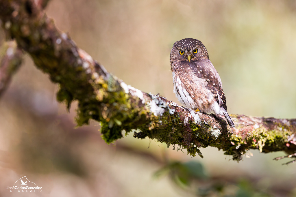 Andean Pygmy-owl