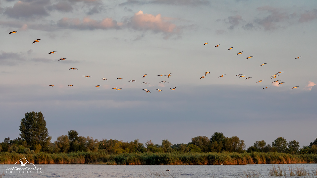 Delta del Danubio - Bandada de pelícanos