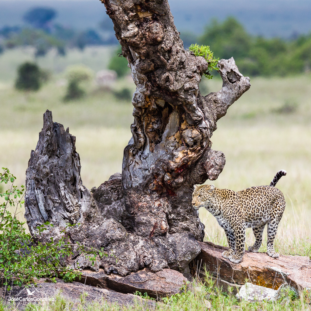 Serengueti - Leopardo