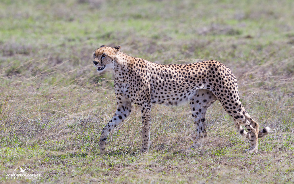 Serengueti - Guepardo