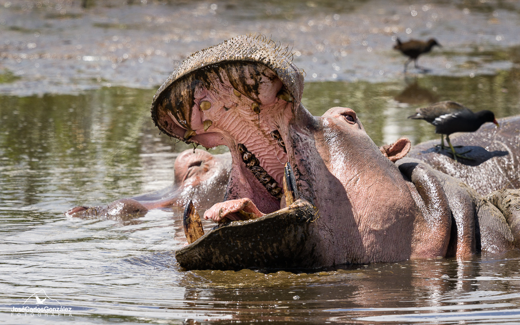 Ngorongoro - Hipopótamo