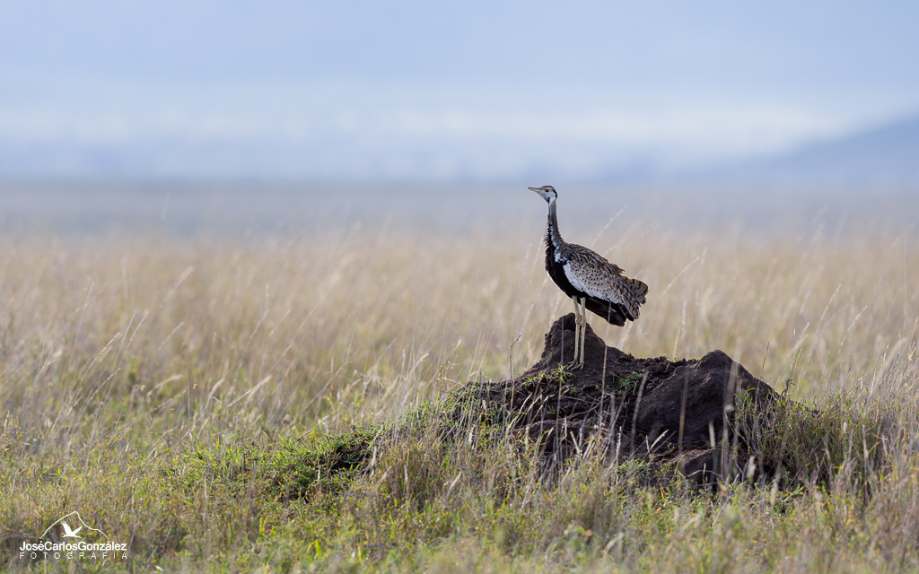 Serengueti - Sisón ventrinegro común