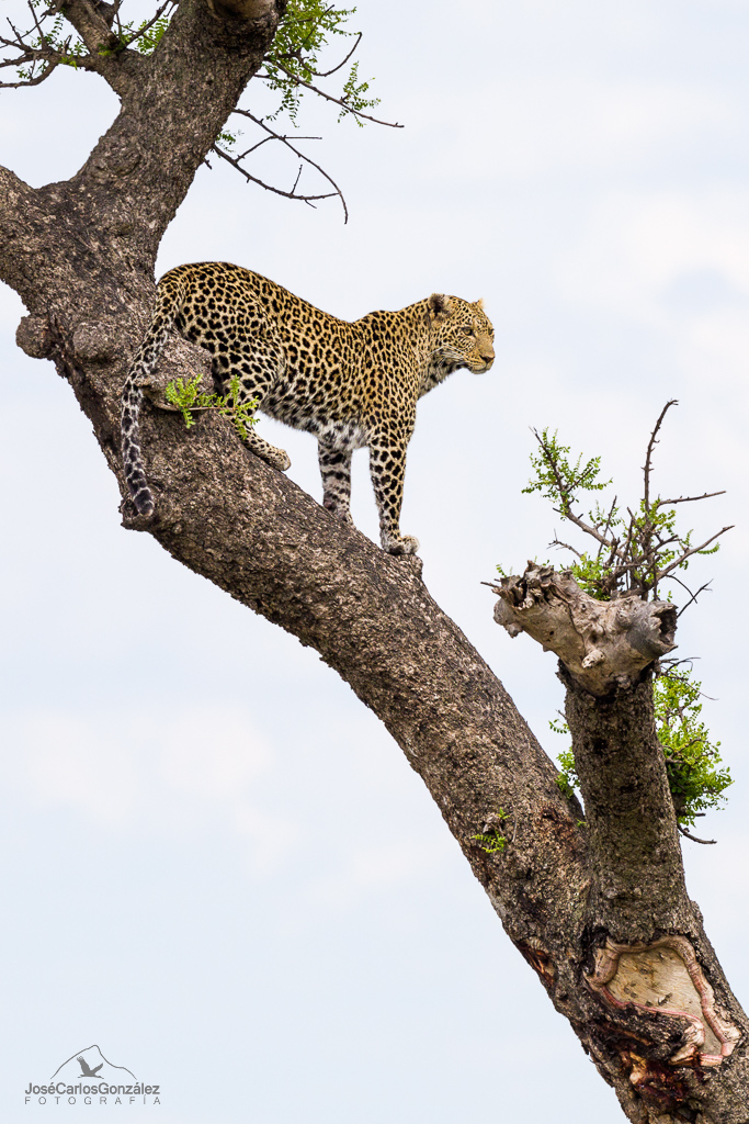 Serengueti - Leopardo