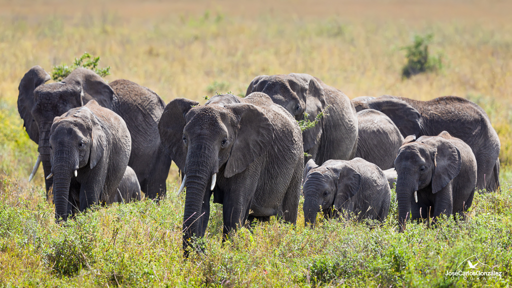 Serengueti - Manada de elefantes