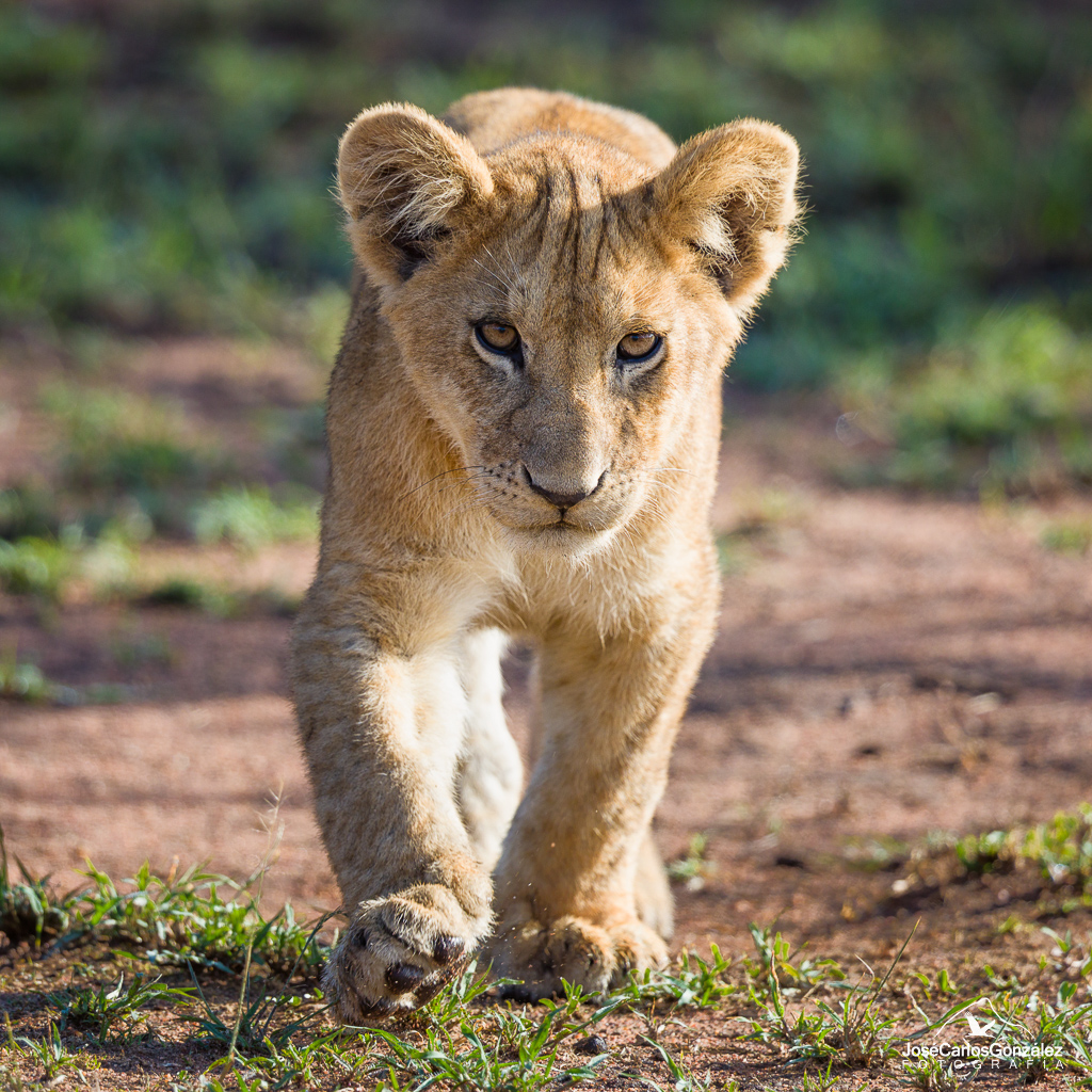 Serengueti - Cachorro de león