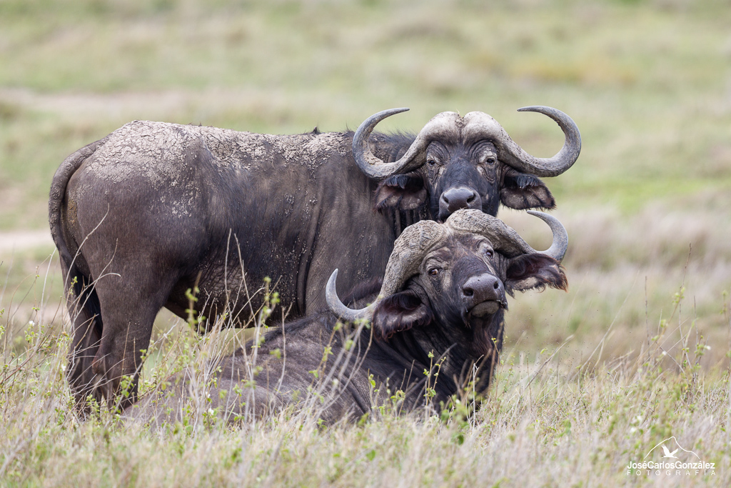 Serengueti - Búfalos