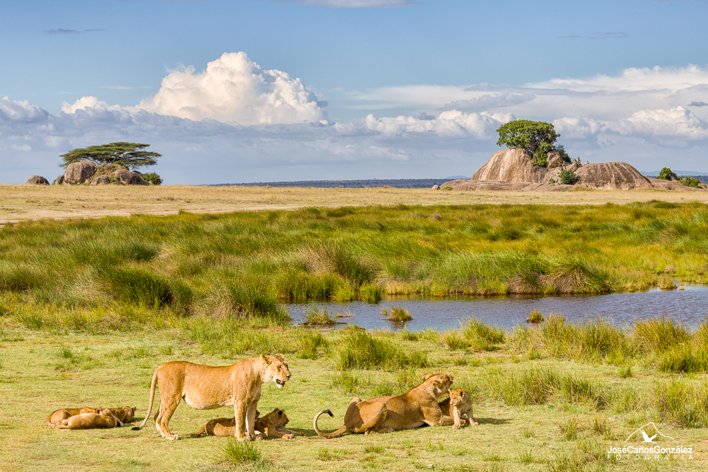 Serengueti - Leones