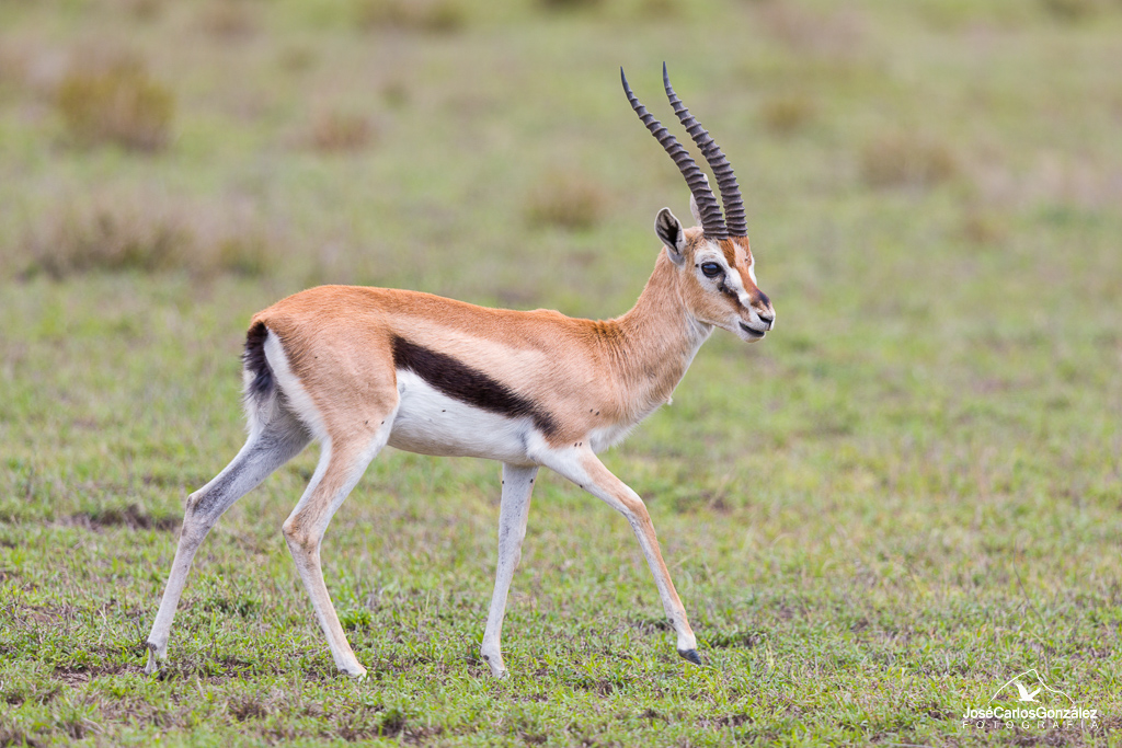 Serengueti - Gacela de Thomson