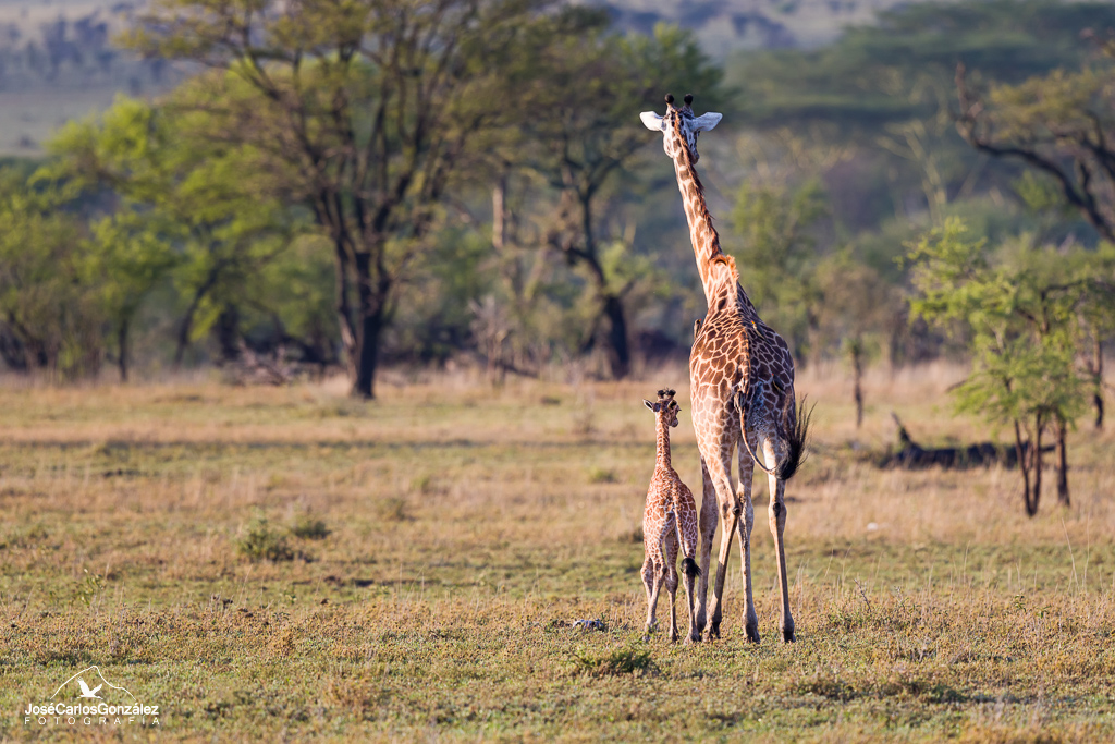 Serengueti - Jirafas