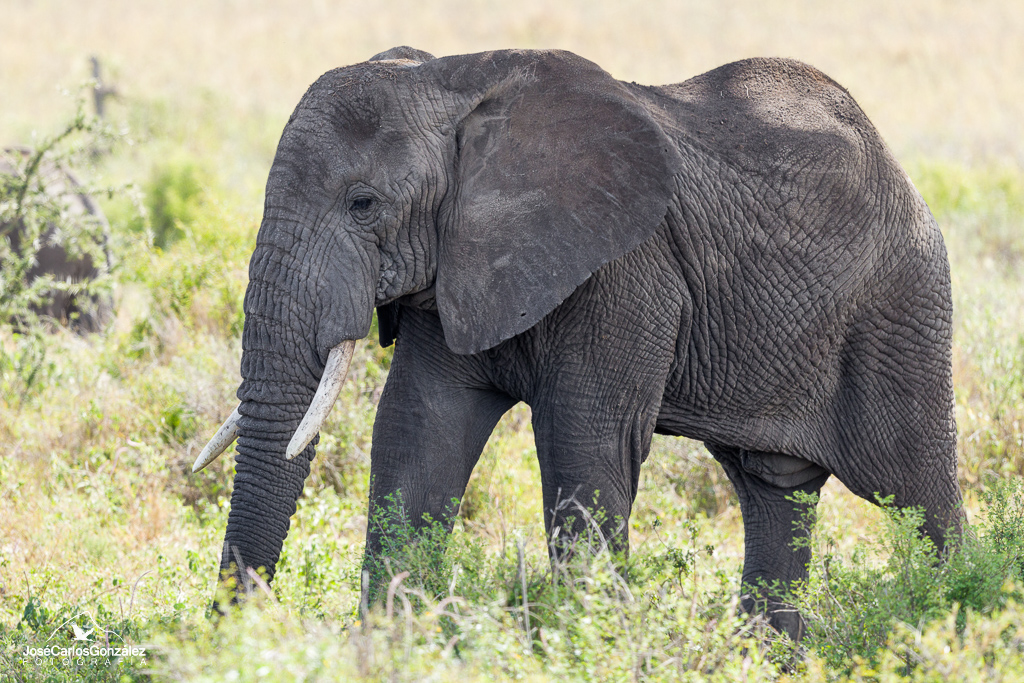 Serengueti - Elefante
