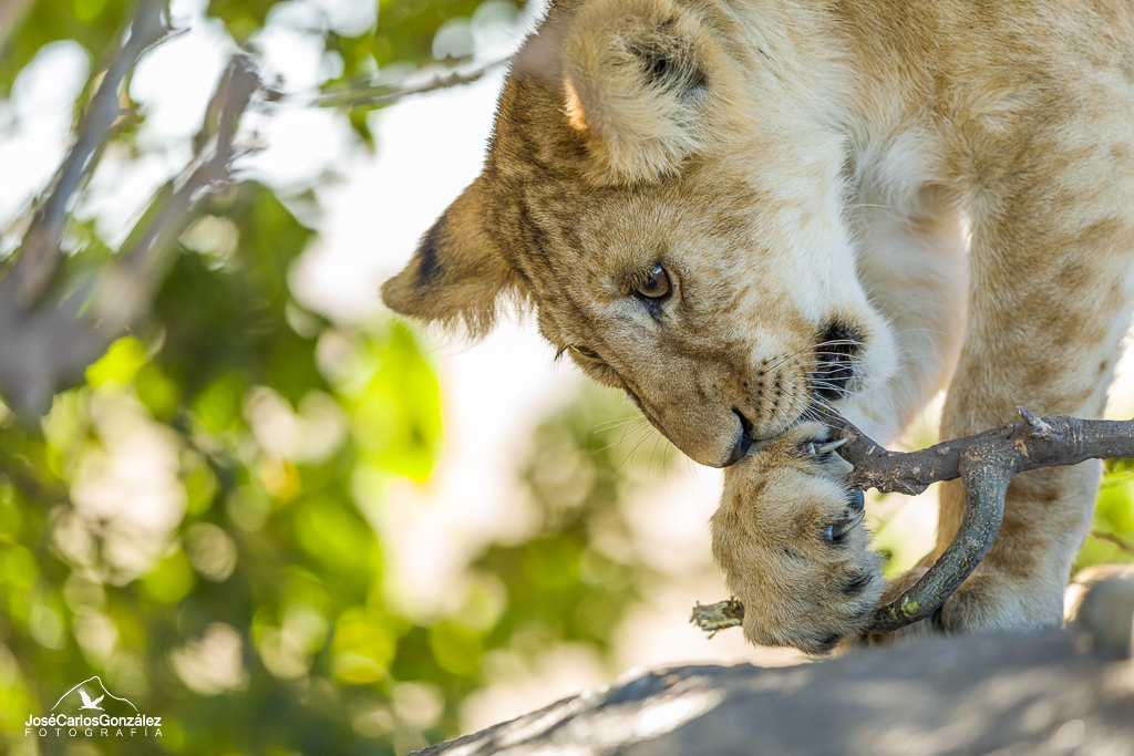 Serengueti - Cachorro de león
