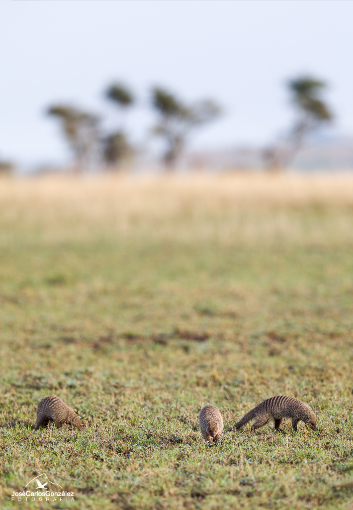 Serengueti - Mangostas rayadas