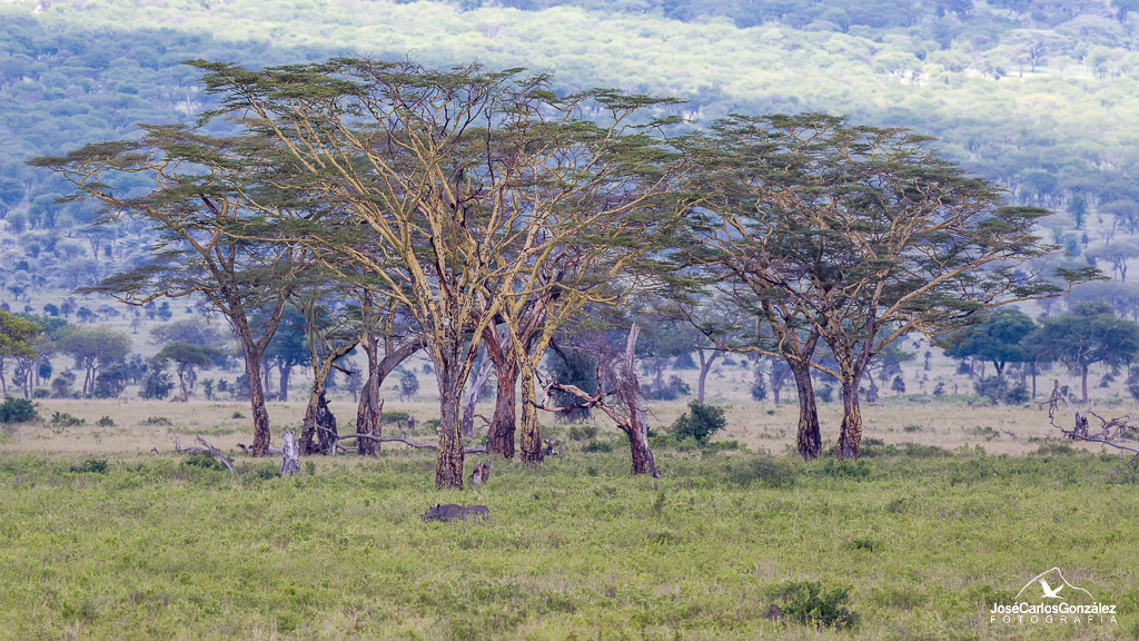 Serengeti - Rinoceronte