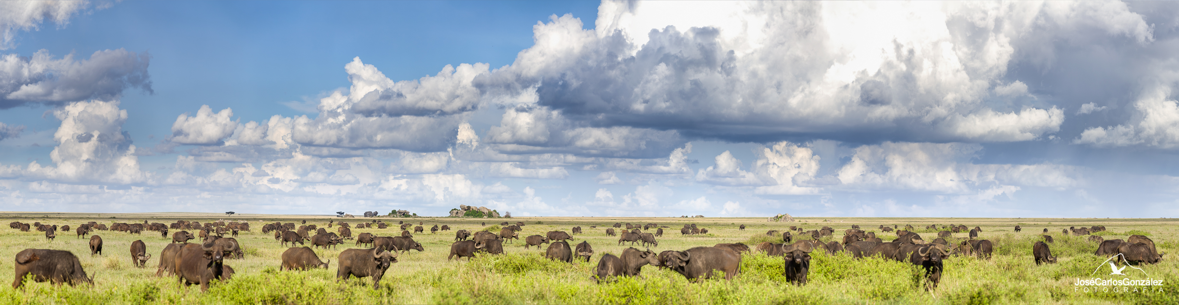 Serengeti - Manada de búfalos