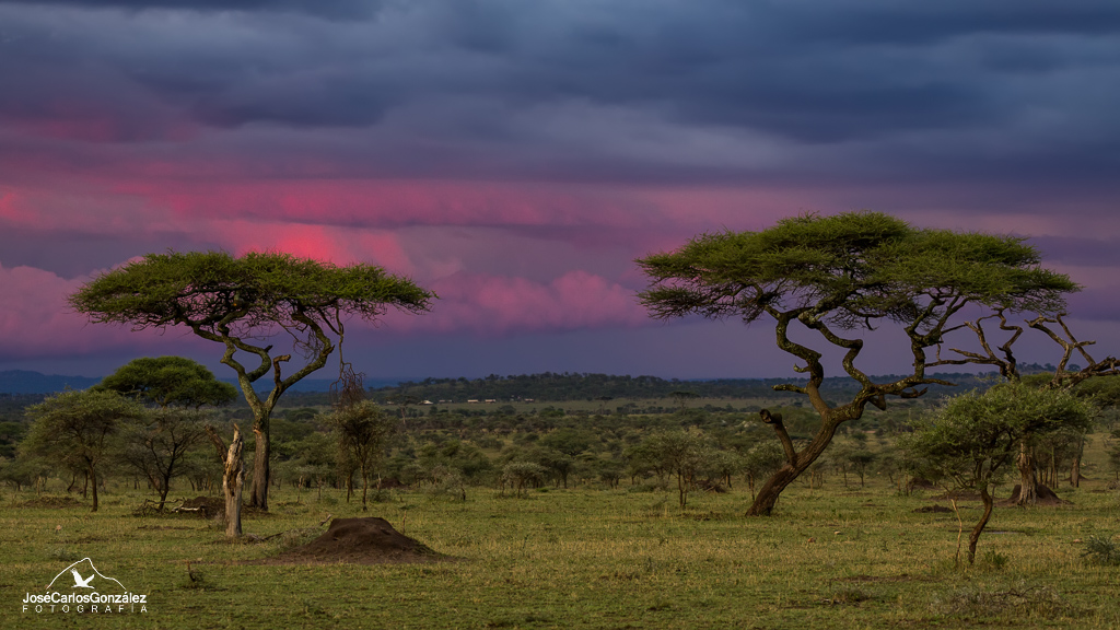 Serengueti - Serengeti Tanzania Bush Camp