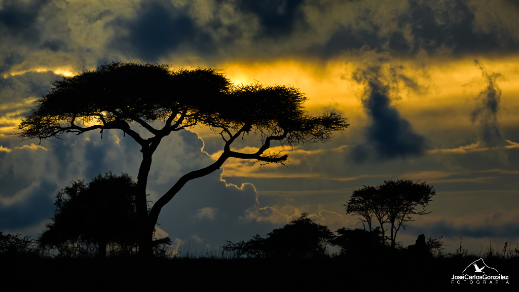 Serengueti - El descanso del cazador