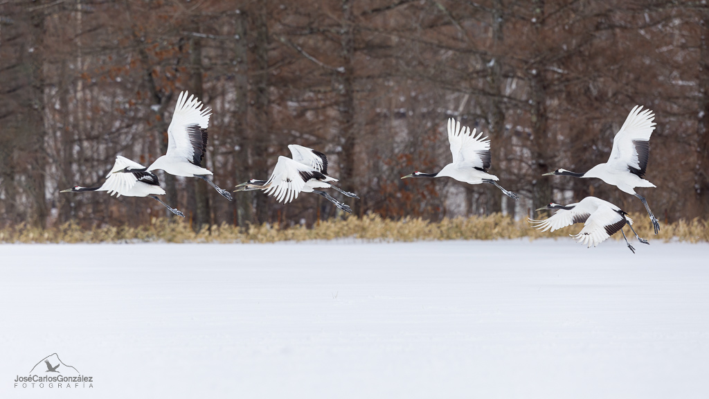 Manchurian cranes